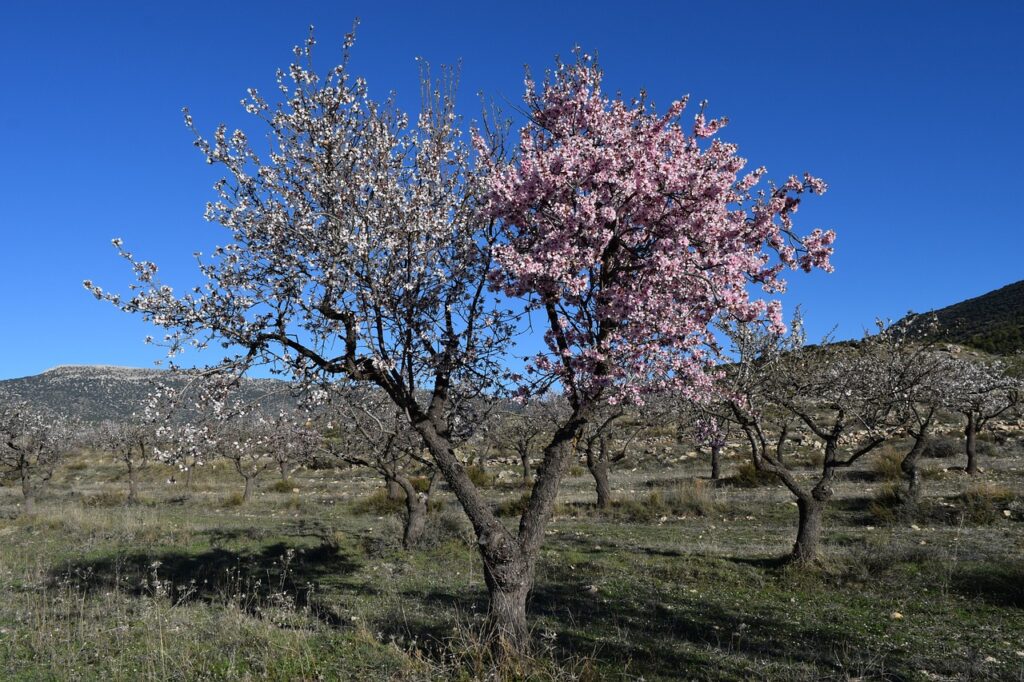 "Almendro en flor simbolizando los cambios y la transformación de la perimenopausia en las mujeres"